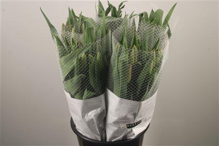 <h4>Tu Fr En La Romaine Ex</h4>