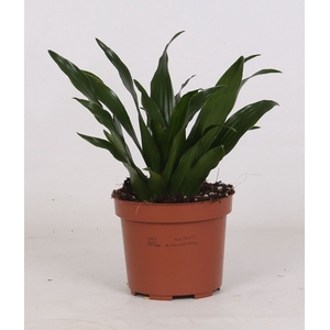 Dracaena Compacta