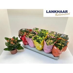 Kalanchoe Mixed