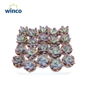 Pachyphytum Bracteosum Fitkai