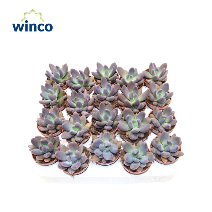 <h4>Pachyphytum Bracteosum Fitkai</h4>