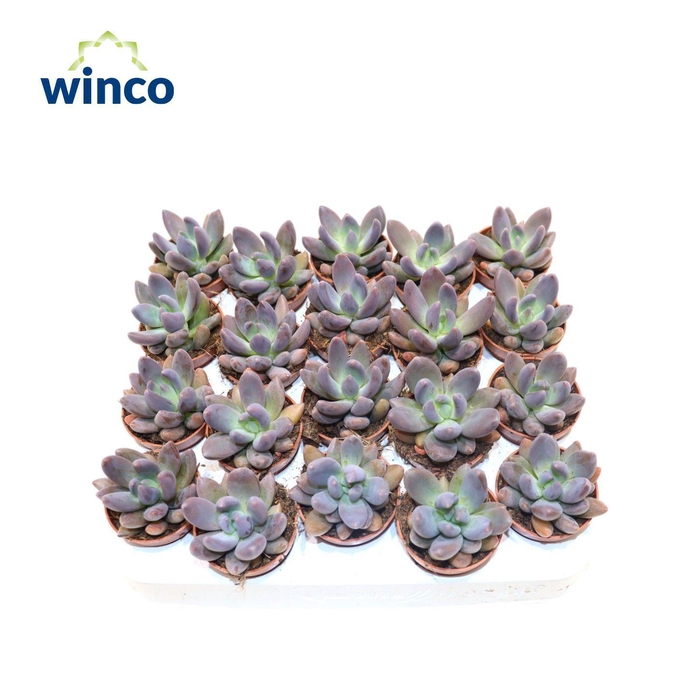 <h4>Pachyphytum Bracteosum Fitkai</h4>