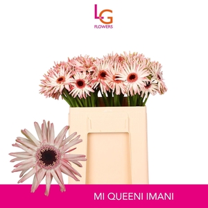 GERMINI QUEENI IMANI
