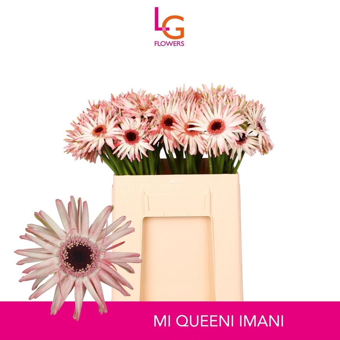 <h4>GERMINI QUEENI IMANI</h4>