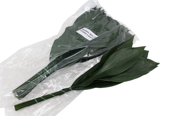 Aspidistra 70 V P X 5