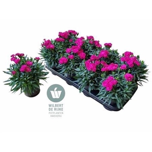 Dian Ca Peman Violet