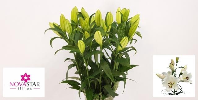 <h4>LI OT FOREVER</h4>