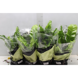 ASPLENIUM VARIADO P14