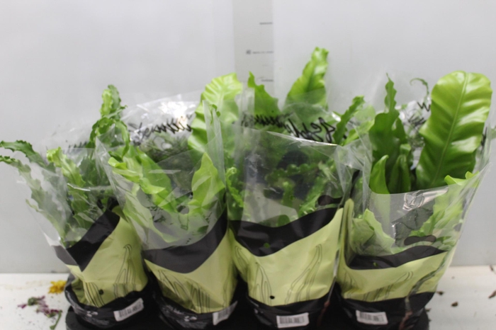 <h4>ASPLENIUM VARIADO P14</h4>