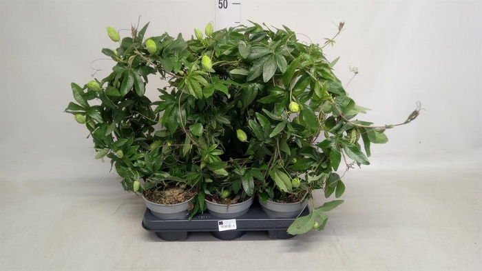 <h4>Passiflora caerul.</h4>