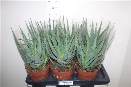 <h4>Aloe Arborescens</h4>