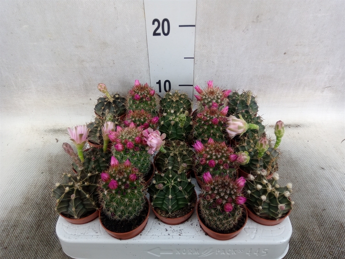 <h4>Cactus   ...flowering mix</h4>