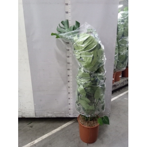 Monstera delic.