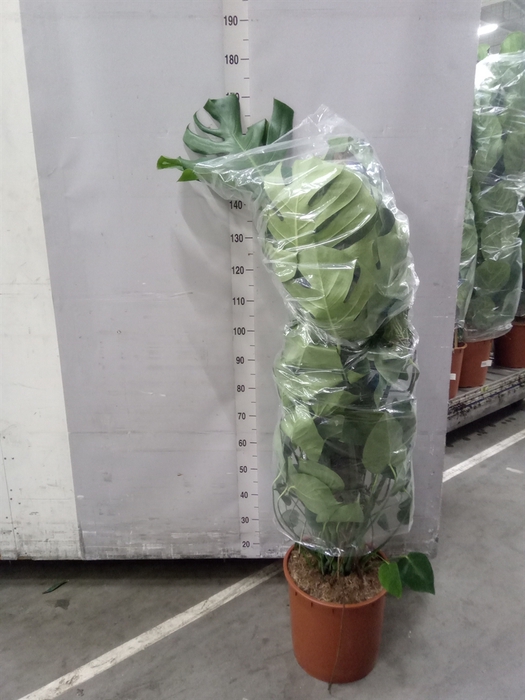 <h4>Monstera delic.</h4>