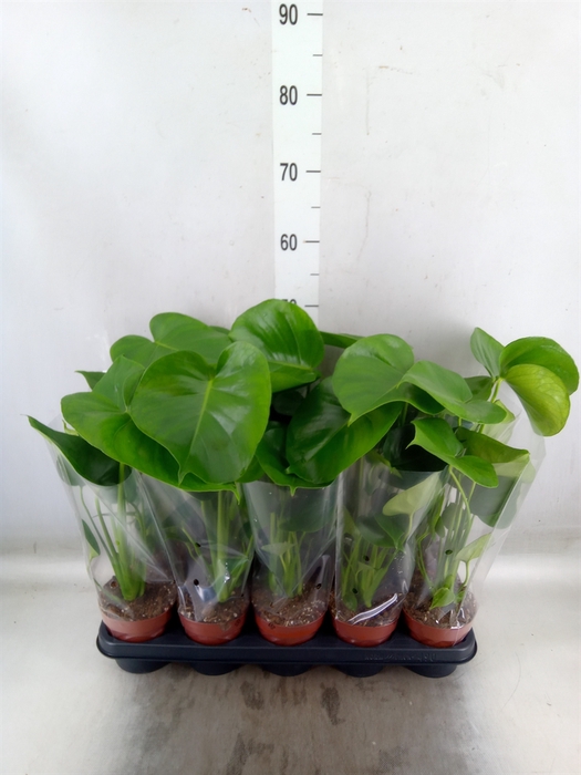 <h4>Monstera   ...</h4>