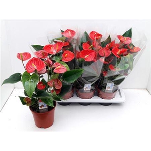 Anthu Fl Carino Puro 4-5++