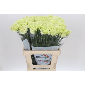 Dianthus St Lady Moe