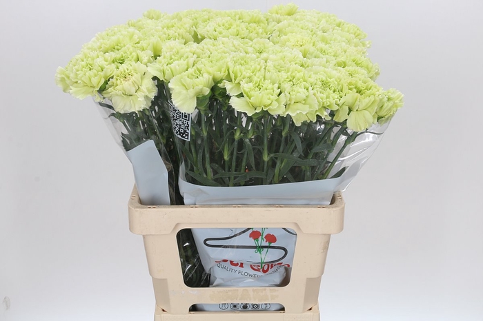 <h4>Dianthus St Lady Moe</h4>