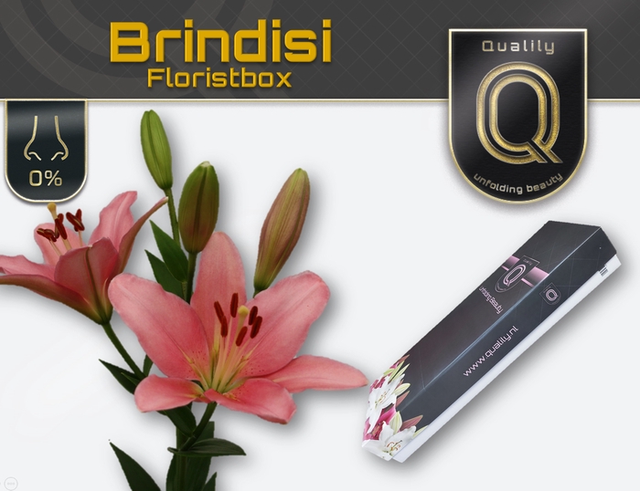 <h4>LI LA BRINDISI MAGNUM FLORISTBOX 5+</h4>