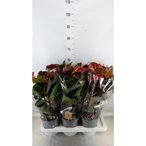 Anthurium andr. 'FC Tranquil'