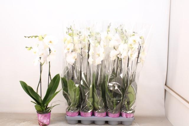 <h4>PHAL OV WIT</h4>