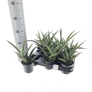 SANSEV TRIFASCIA  OV