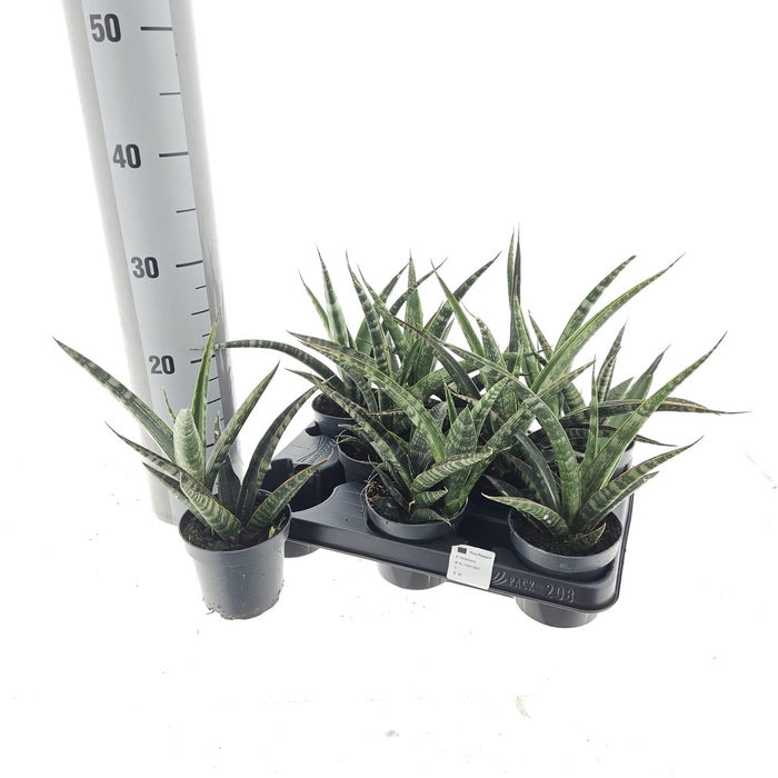 <h4>SANSEV TRIFASCIA  OV</h4>