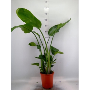 Strelitzia nicolai
