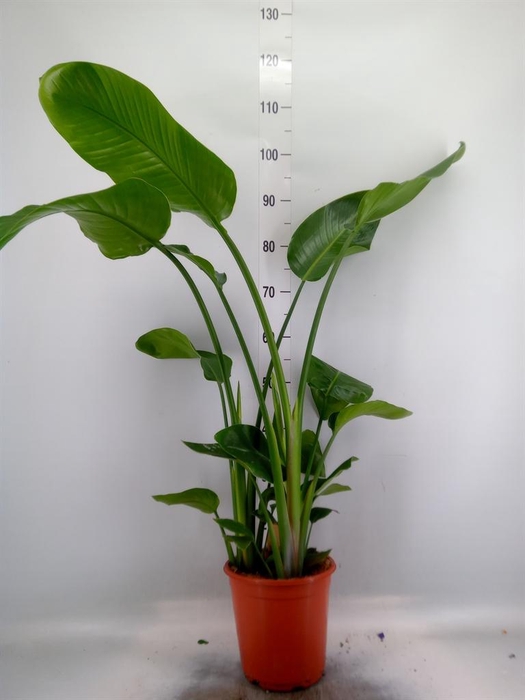 <h4>Strelitzia nicolai</h4>