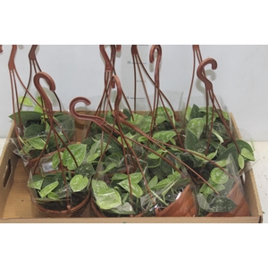 SCINDAPSUS ARGYRAEUS C13