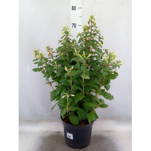 Fuchsia  'Walz Jubelteen'