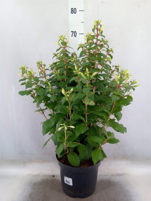 <h4>Fuchsia  'Walz Jubelteen'</h4>