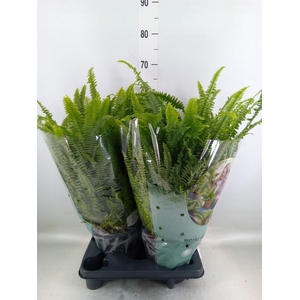 Nephrolepis exal. 'Green Lady'