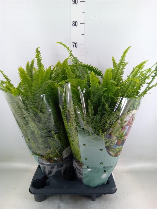 <h4>Nephrolepis exal. 'Green Lady'</h4>
