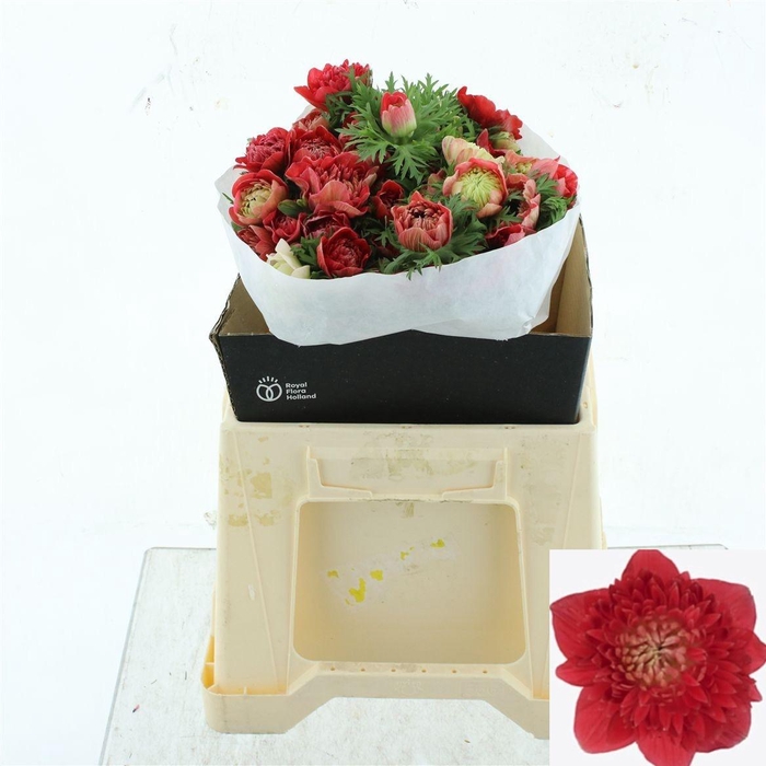 <h4>ANEM CO LEVAN ROSSO</h4>