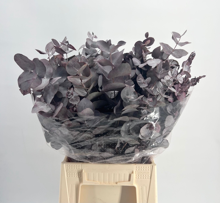 <h4>Leaf eucalyptus cinerea paint red (absorbed)</h4>