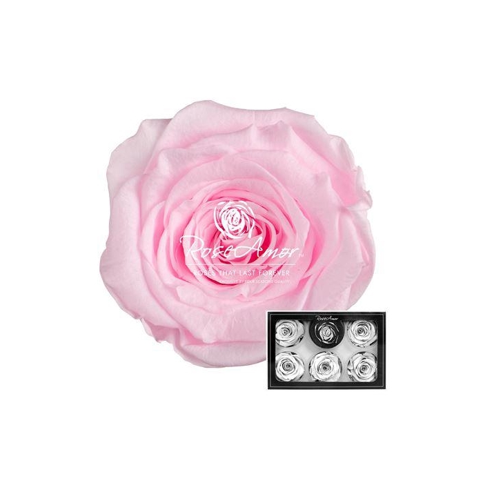 <h4>Xl Pin99</h4>