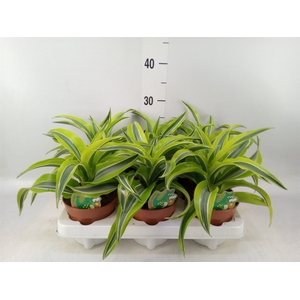 Dracaena frag. 'Lemon Surprise'