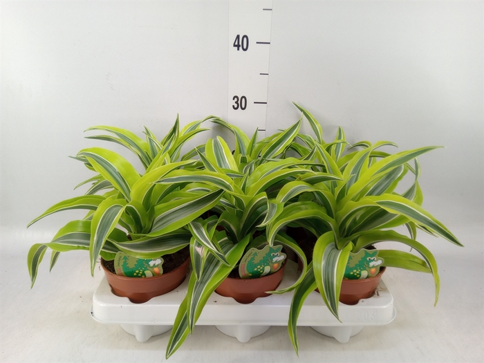 <h4>Dracaena frag. 'Lemon Surprise'</h4>