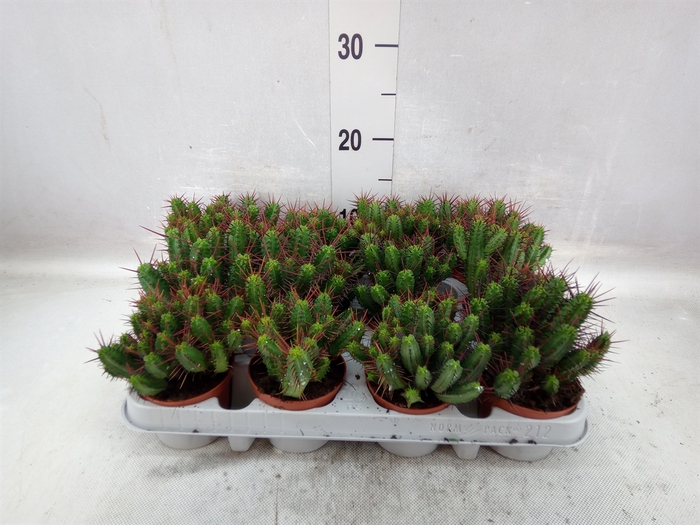 <h4>Euphorbia enopla</h4>