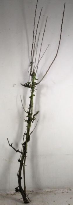 PEAR BRANCHE CONFERENCE