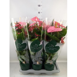 Anthurium andr. 'Colorado'