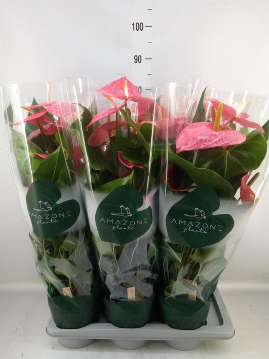 <h4>Anthurium andr. 'Colorado'</h4>