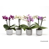PHALAENOPSIS-HYB P6 E 2173