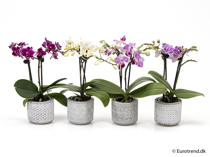 PHALAENOPSIS-HYB P6 E 2173