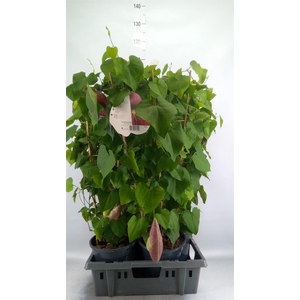Aristolochia macrophylla