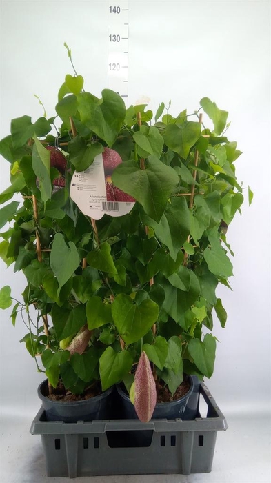 <h4>Aristolochia macrophylla</h4>