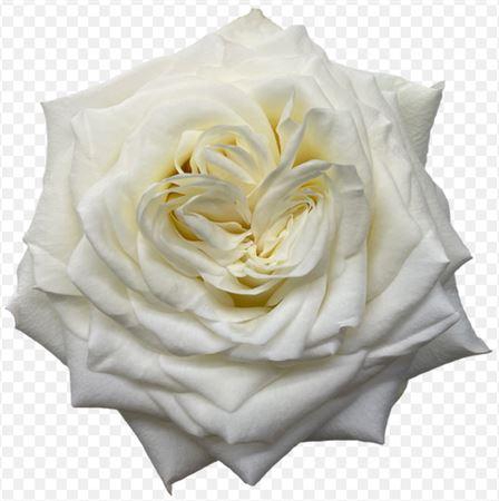 <h4>Rosa grootbloemig Candlelight</h4>