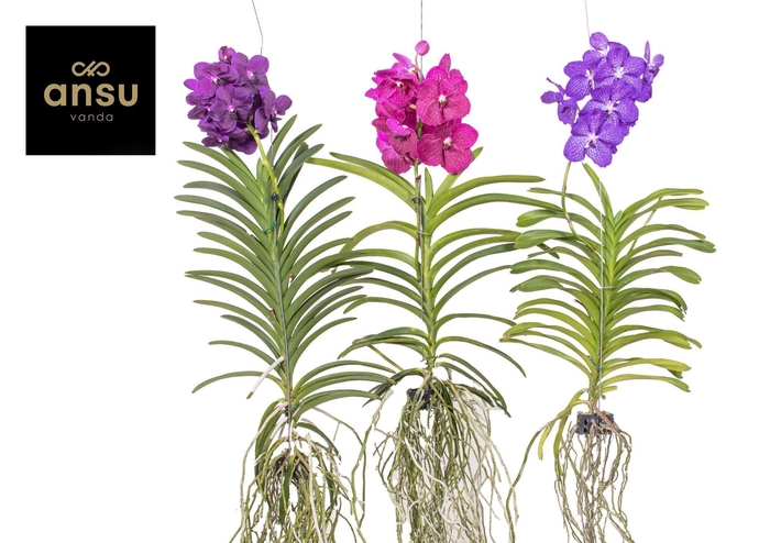 <h4>Vanda Mix XXL - Colour Mix</h4>