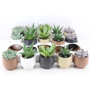 arr3 OV - Ker. Mumbai x15